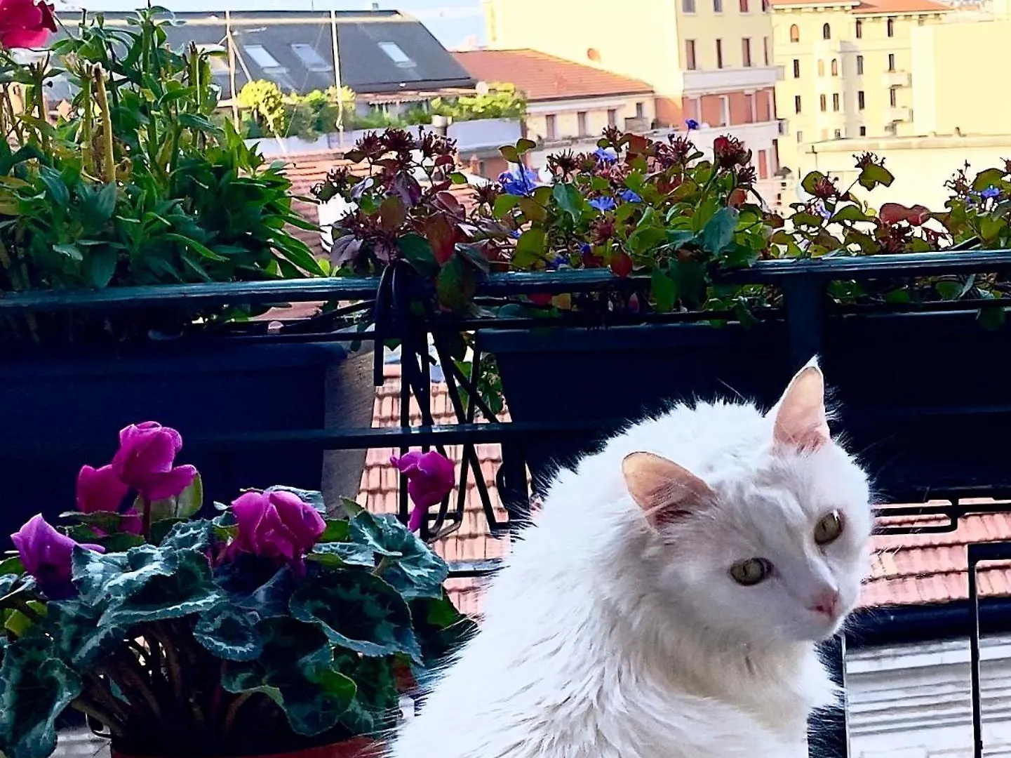 Casa Sofia Design & Cat Apartment Milan